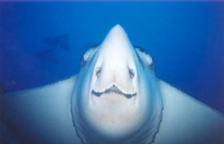 Vista de abajo mantaraya